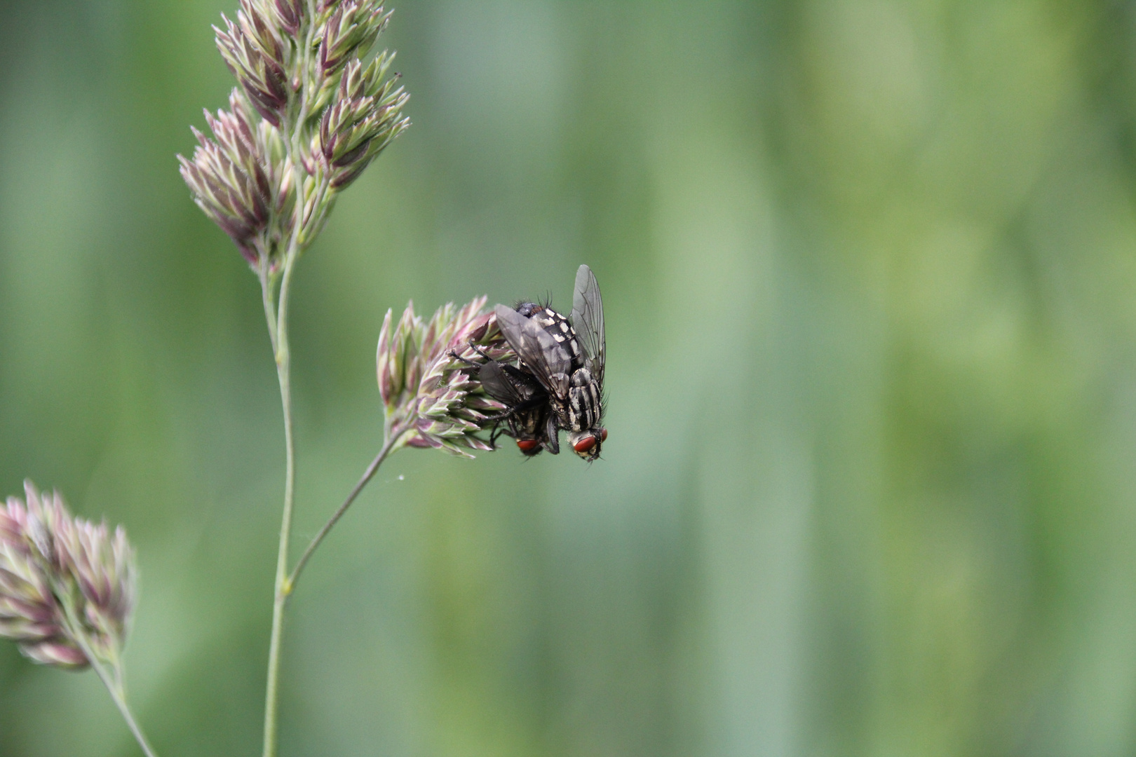 Fliegen in der Liebe