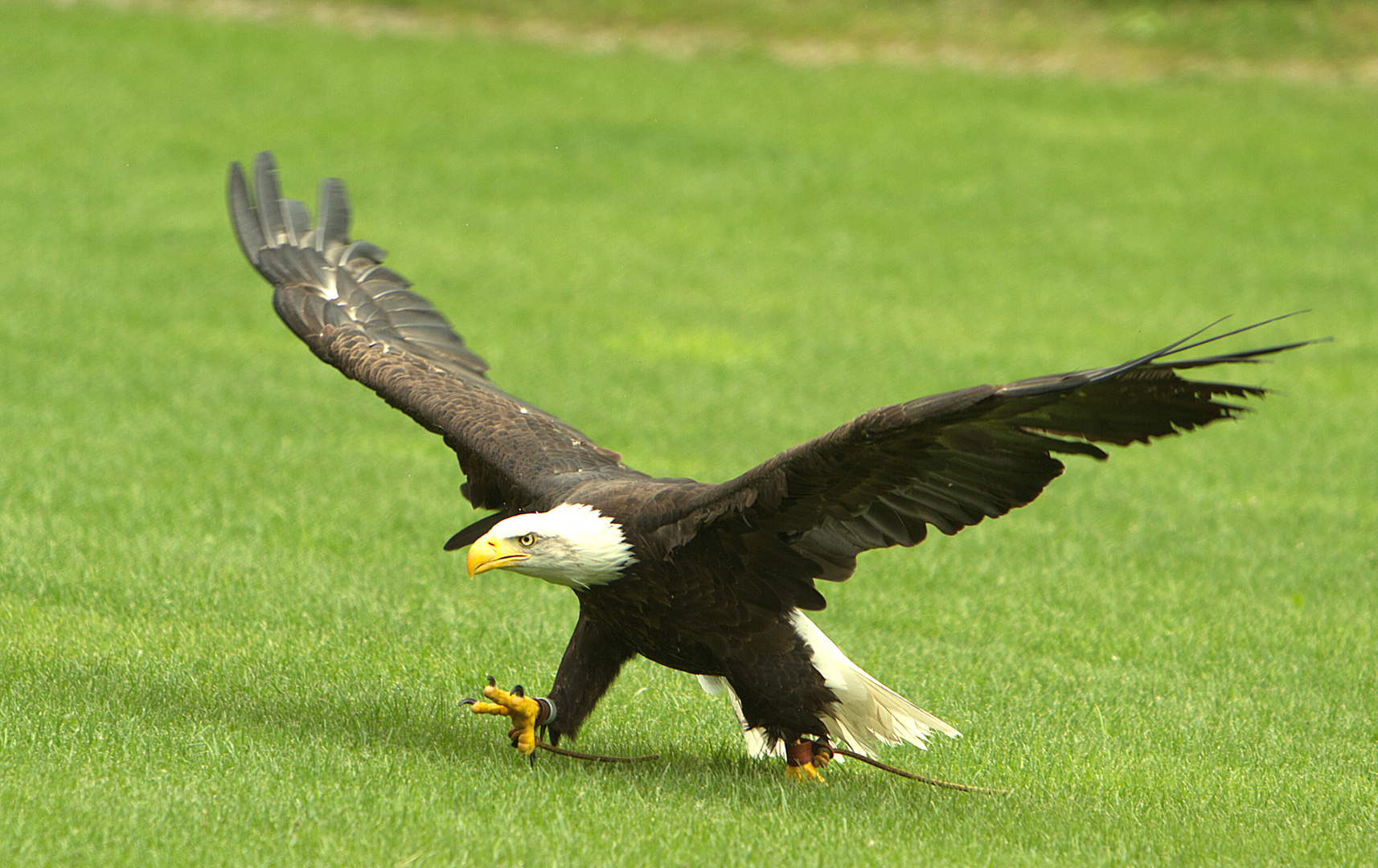 Fliegen ist ja Langweilig