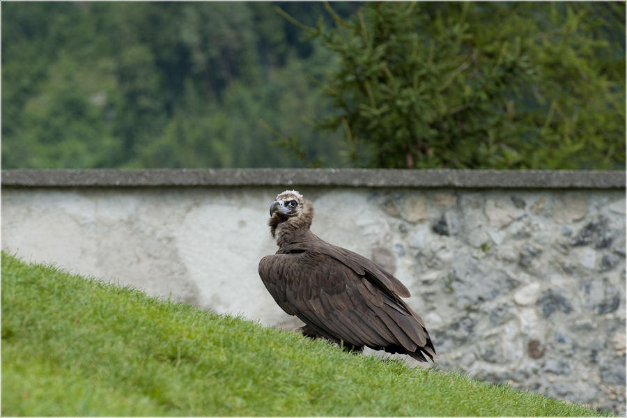 Fliegen ist leichter als hochlaufen