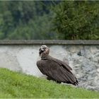 Fliegen ist leichter als hochlaufen