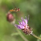 Fliegen ist schön