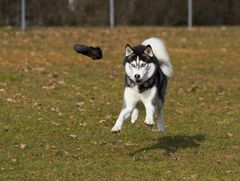 Fliegen ist schön