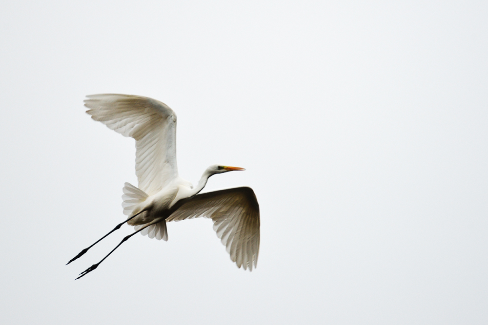 Fliegen ist Silber, Fotografieren ist Gold