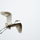 Fliegen ist Silber, Fotografieren ist Gold