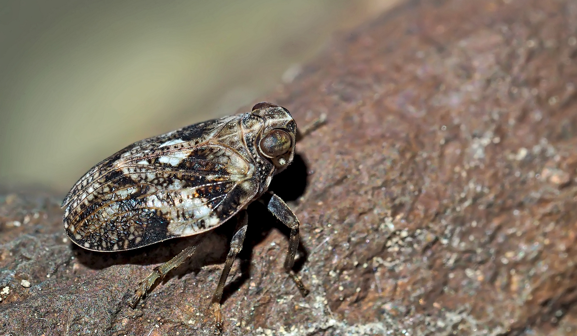 Fliegen-Käferzikade (Issus muscaeformis) - Un insecte d'une grandeur de 5-6 mm...