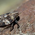Fliegen-Käferzikade (Issus muscaeformis) - Un insecte d'une grandeur de 5-6 mm...
