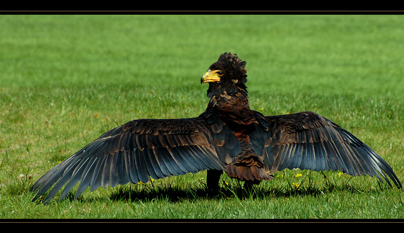 Fliegen kann ich...