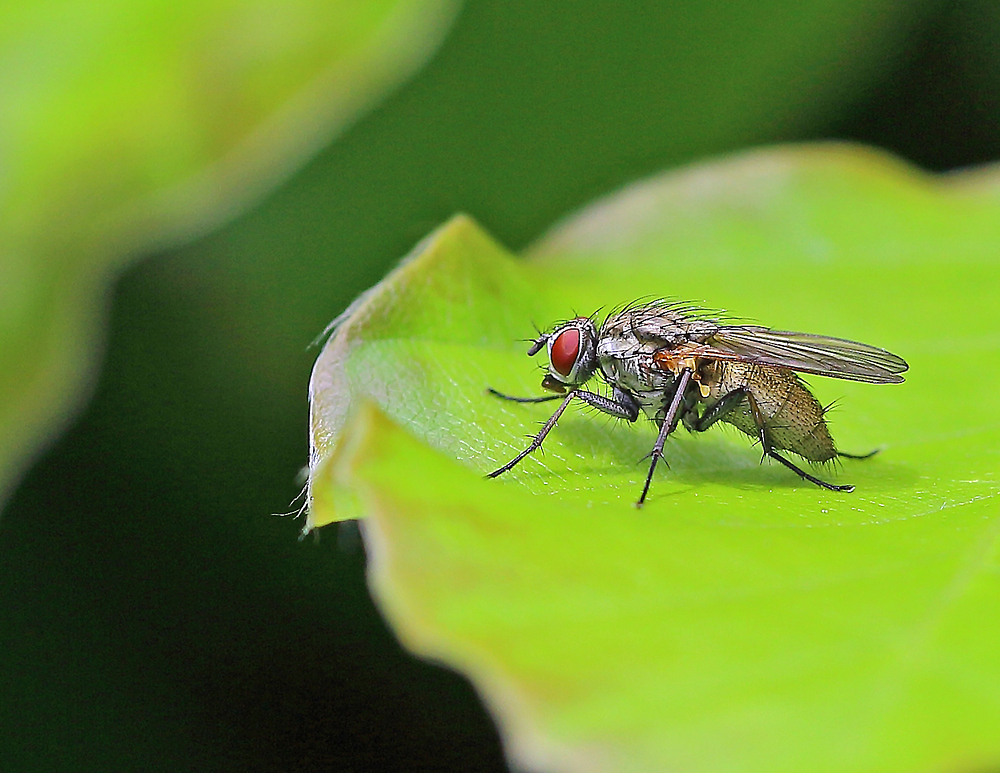 Fliegen können nicht immer fliegen...