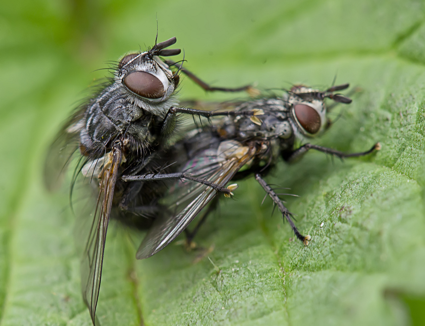 Fliegen können nicht nur fliegen .....