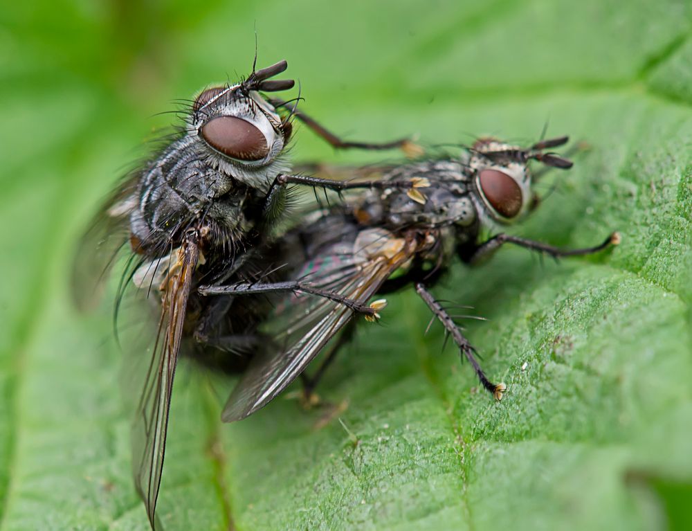 Fliegen können nicht nur fliegen .. Foto & Bild