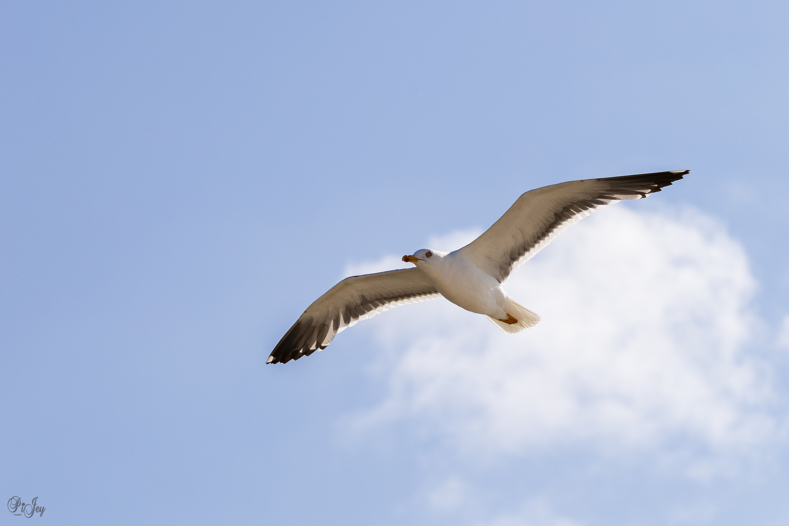 Fliegen können sie ja!