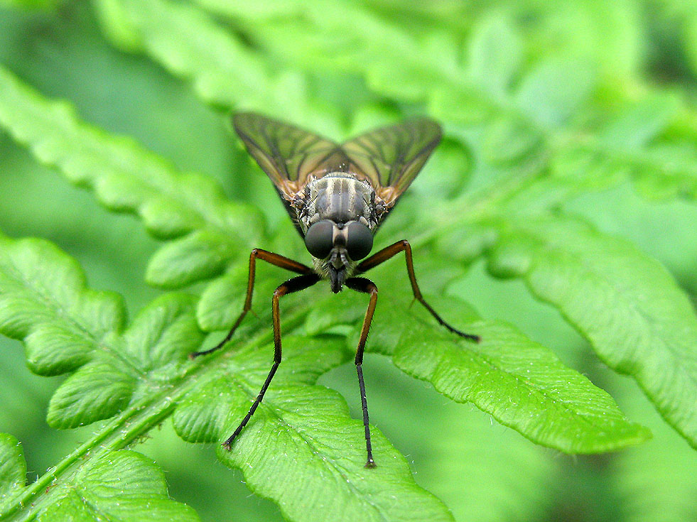 Fliegen könnten bald kommen...