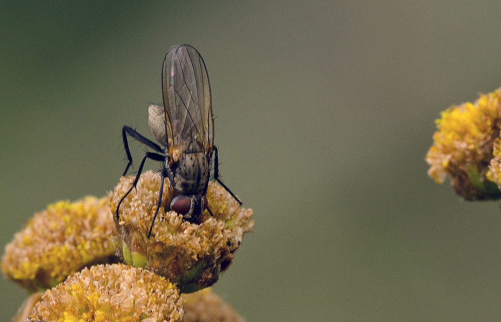 Fliegen-Kopfstand