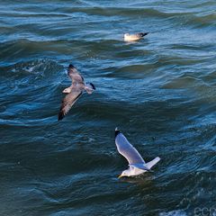 Fliegen, landen, schwimmen...