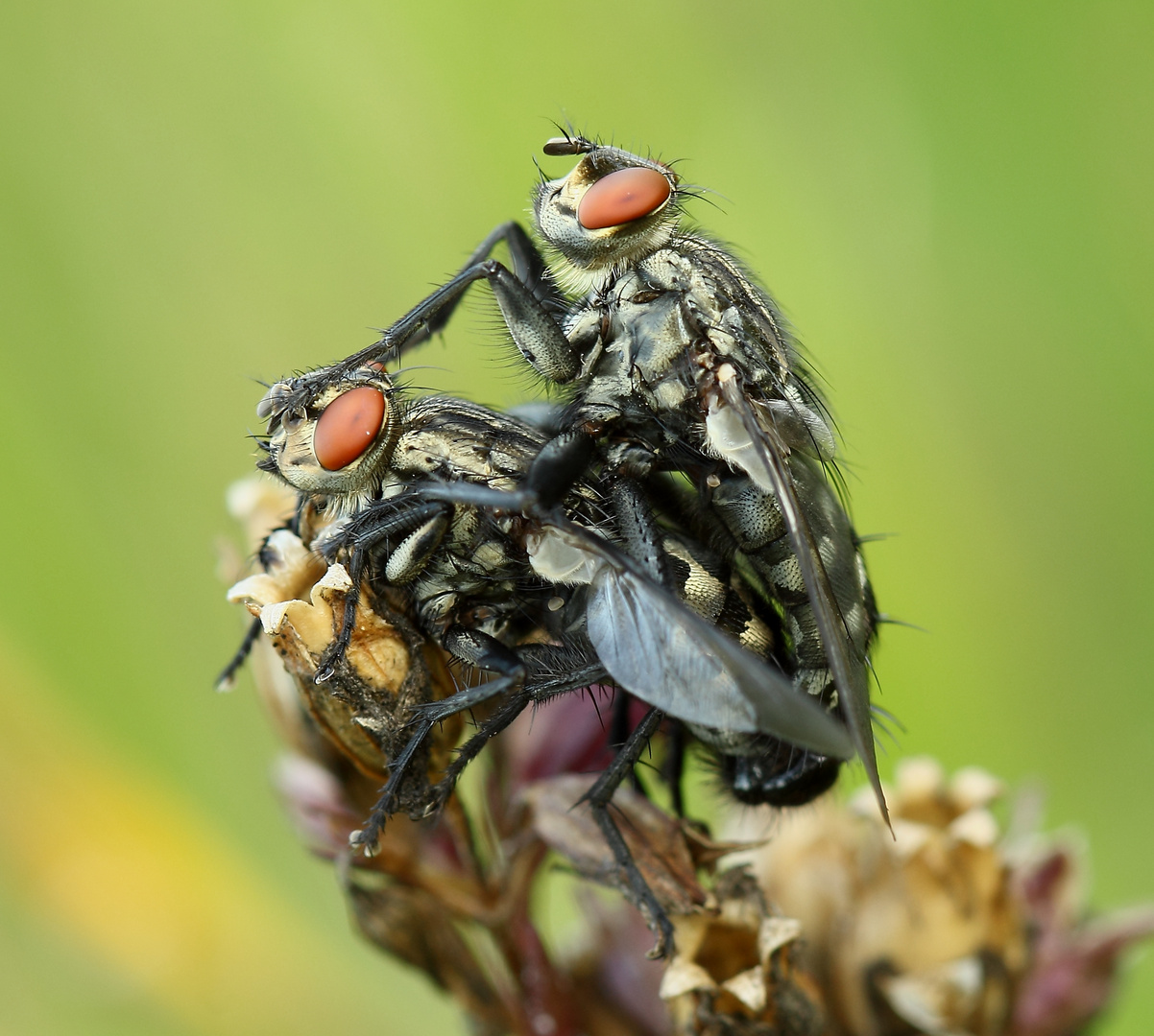 Fliegen-Liebe