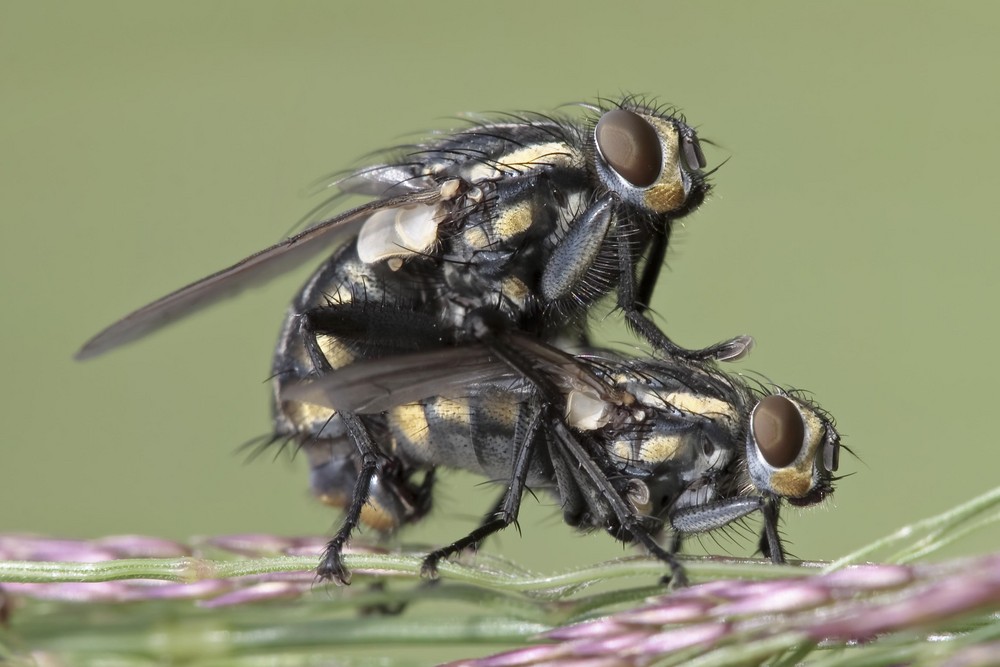 Fliegen- Liebe