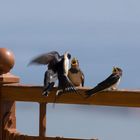 fliegen macht hungrig