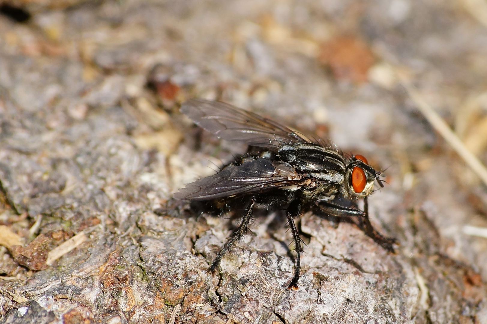 Fliegen Macro