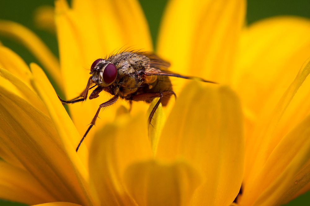 Fliegen - Makro