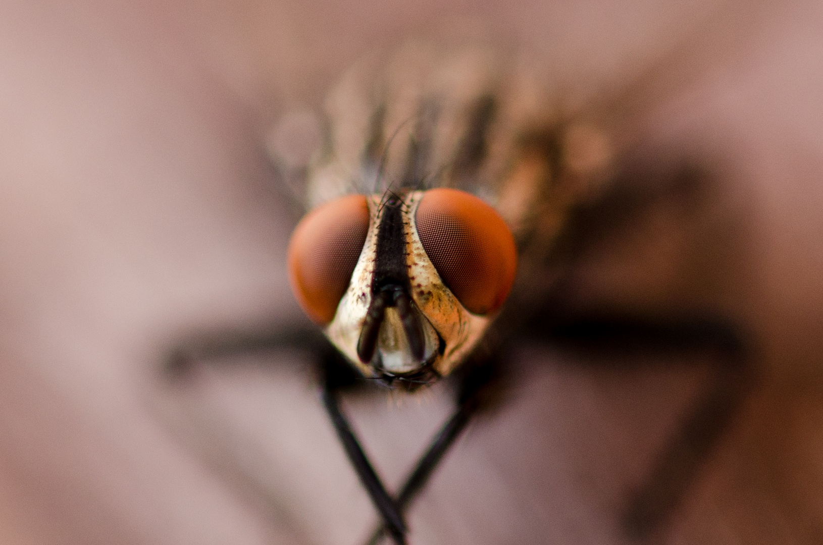 Fliegen Makro