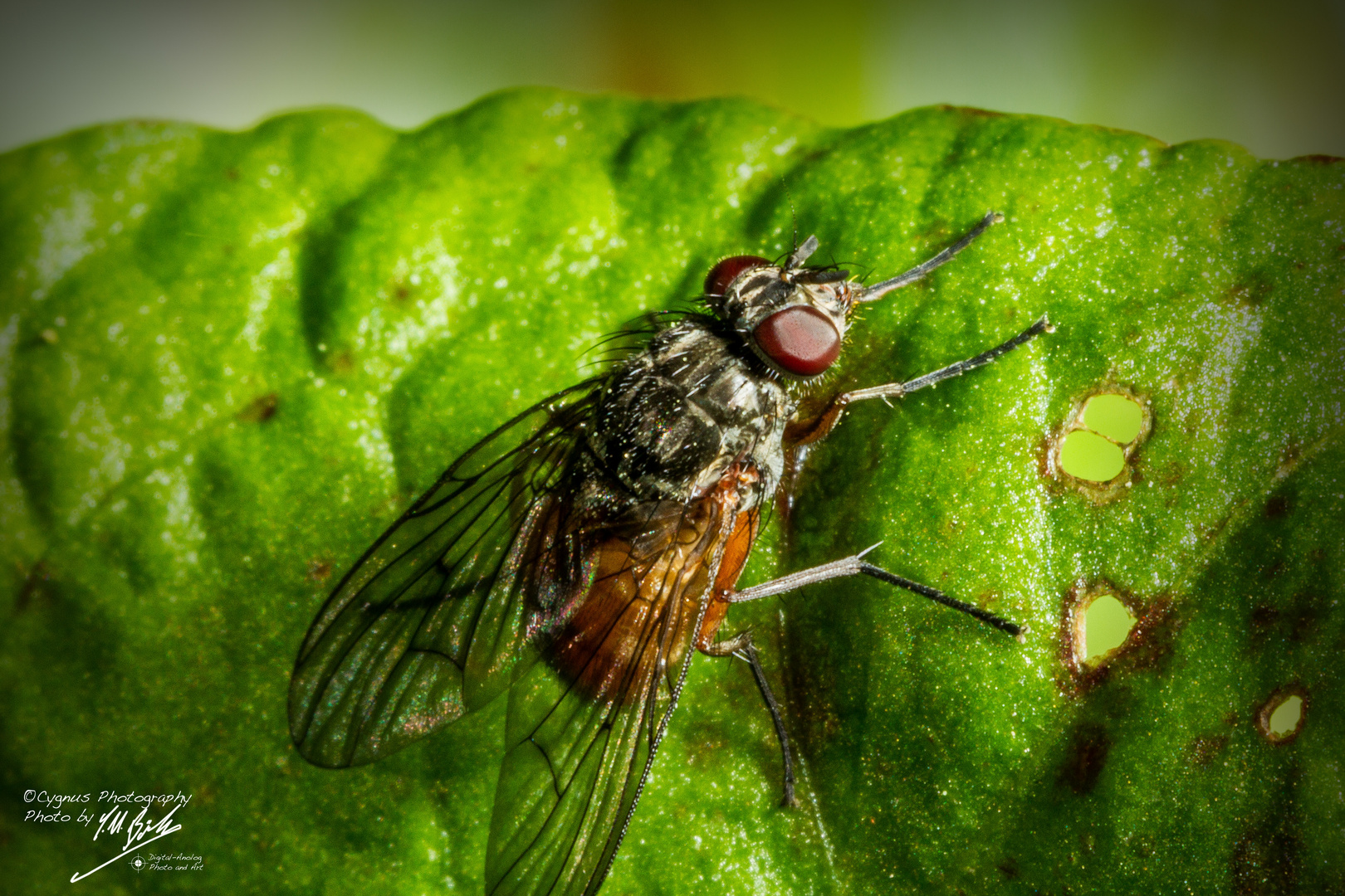 Fliegen Makro