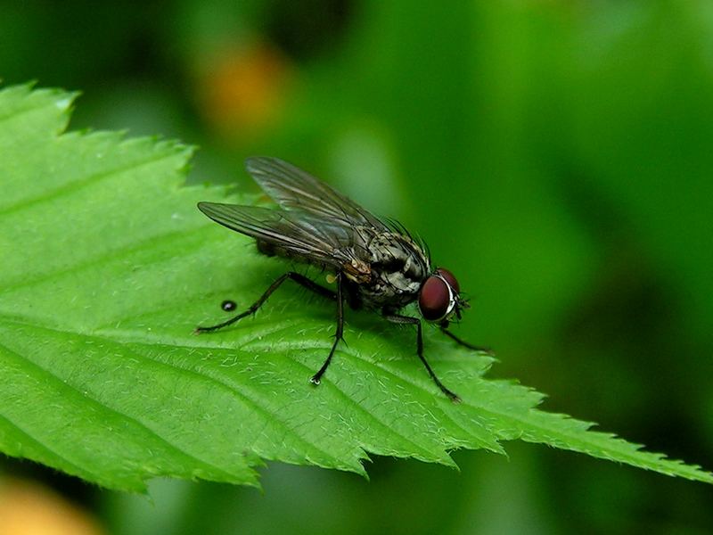 Fliegen Makro