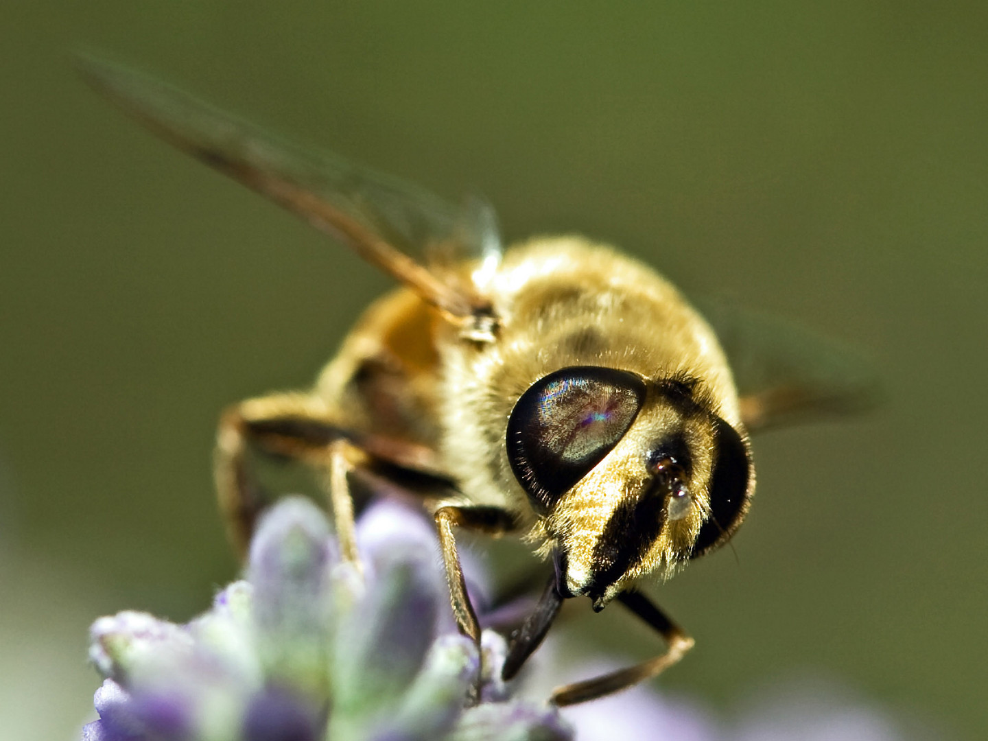 Fliegen-Makro