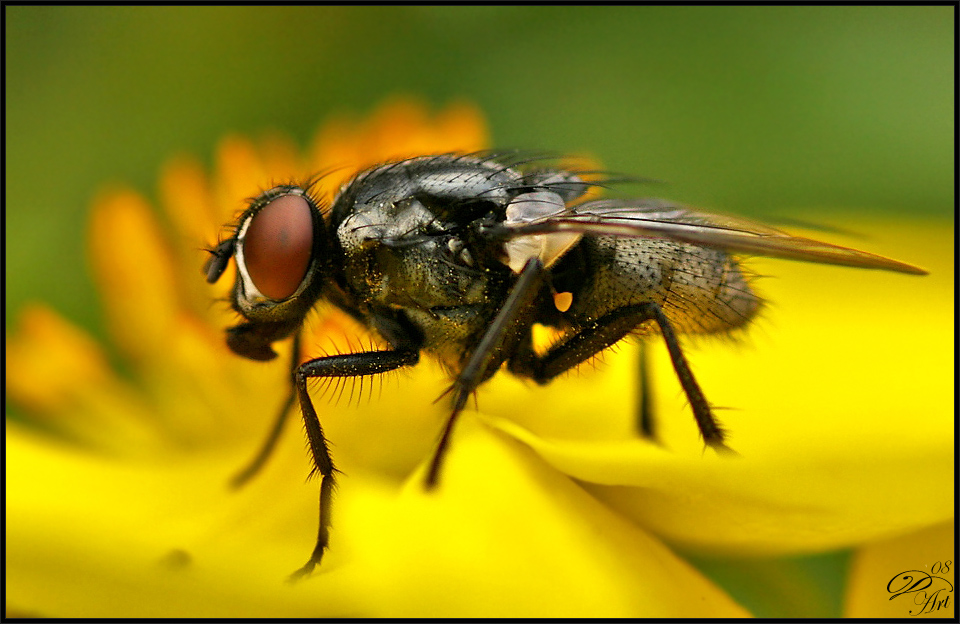 Fliegen-Makro