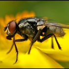 Fliegen-Makro