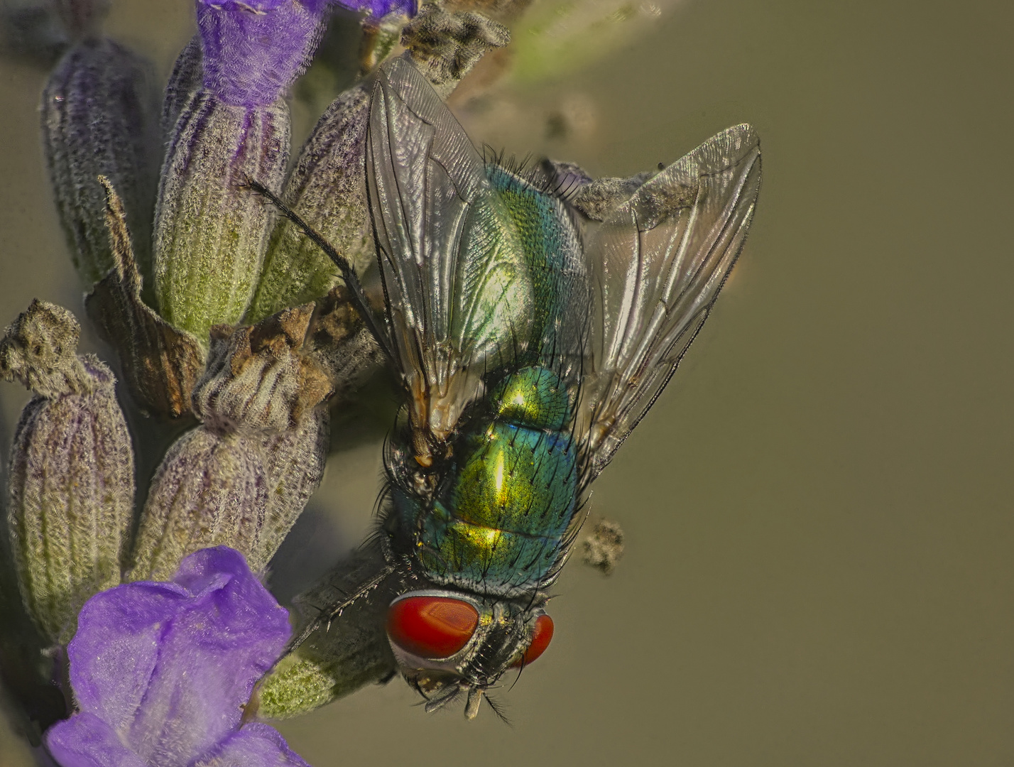 Fliegen Makro