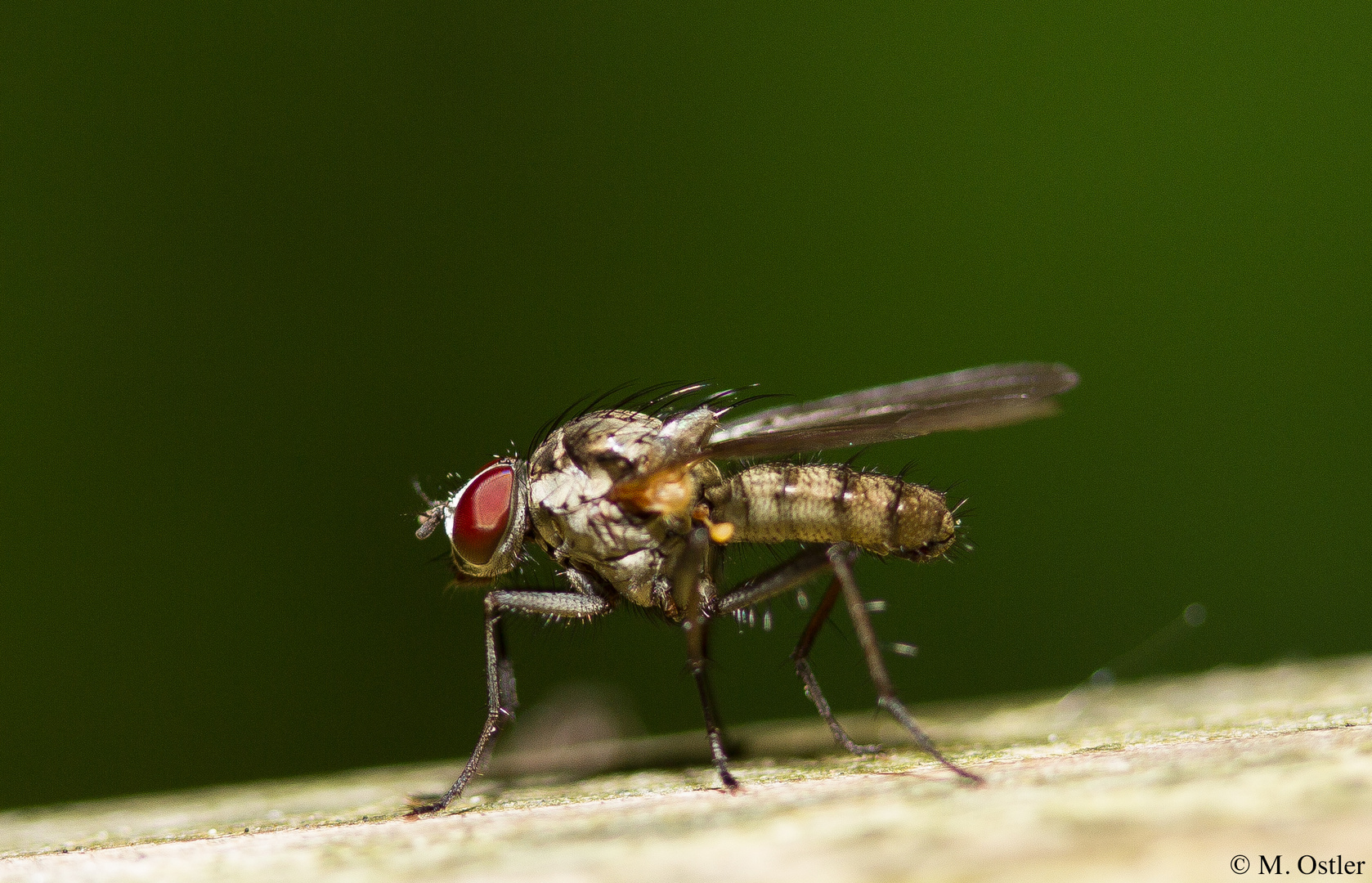 Fliegen Makro