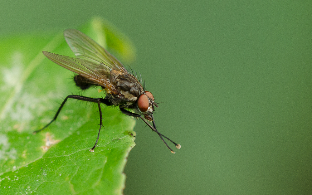 Fliegen Makro