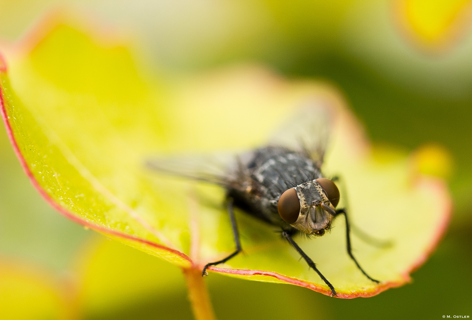 Fliegen Makro II