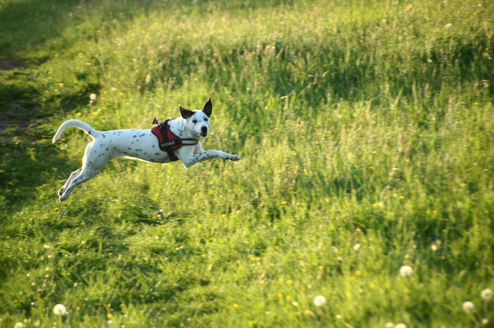 Fliegen mit Air Dalmi