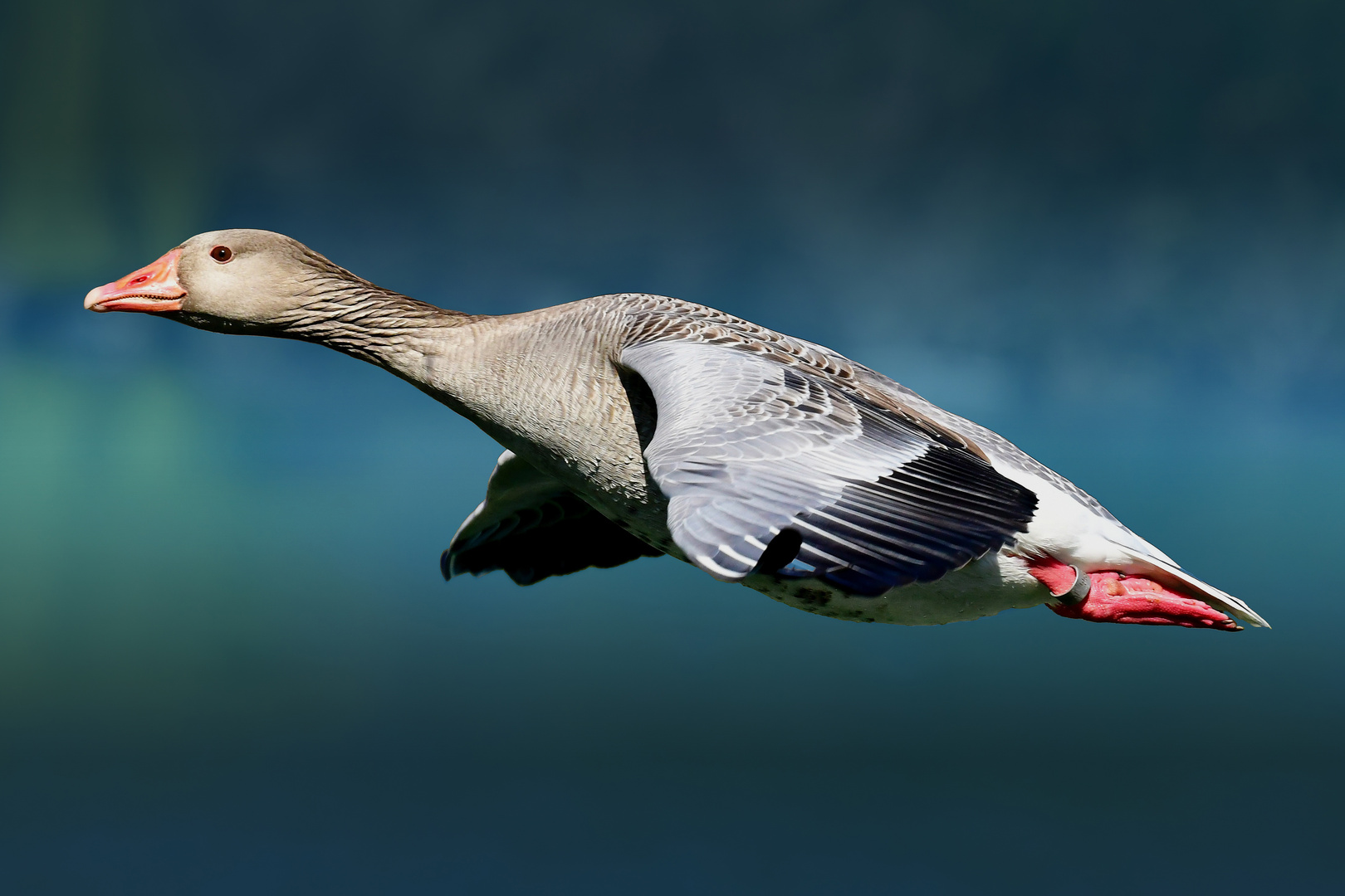 Fliegen mit einem Lächeln