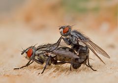 Fliegen mit Frühlingsgefühlen