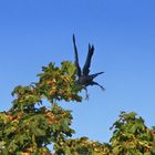 fliegen müsste man können