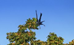 fliegen müsste man können