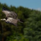 Fliegen müsste "Mensch" können:-)