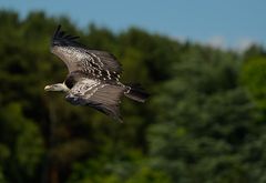 Fliegen müsste "Mensch" können:-)