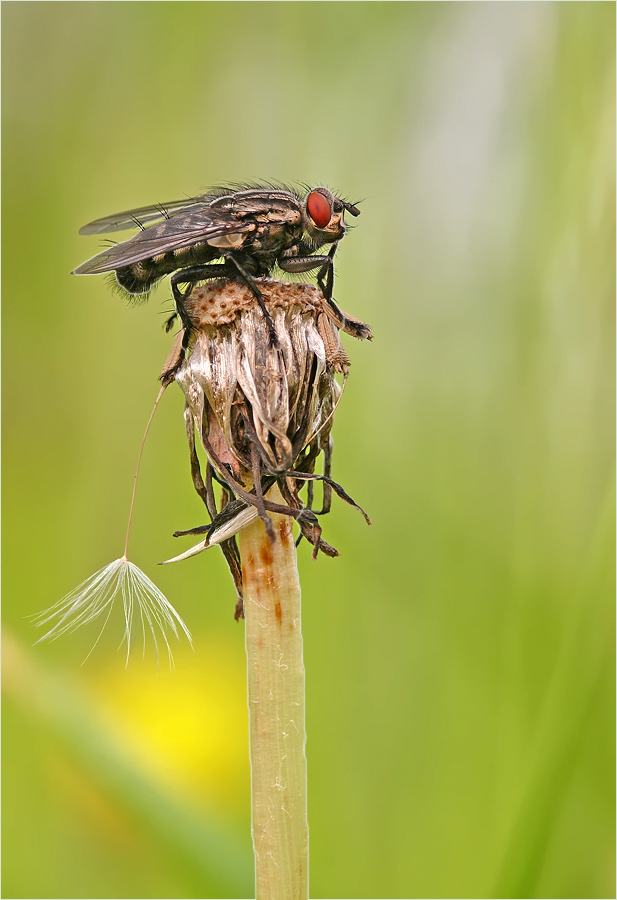 Fliegen, nichts als Fliegen