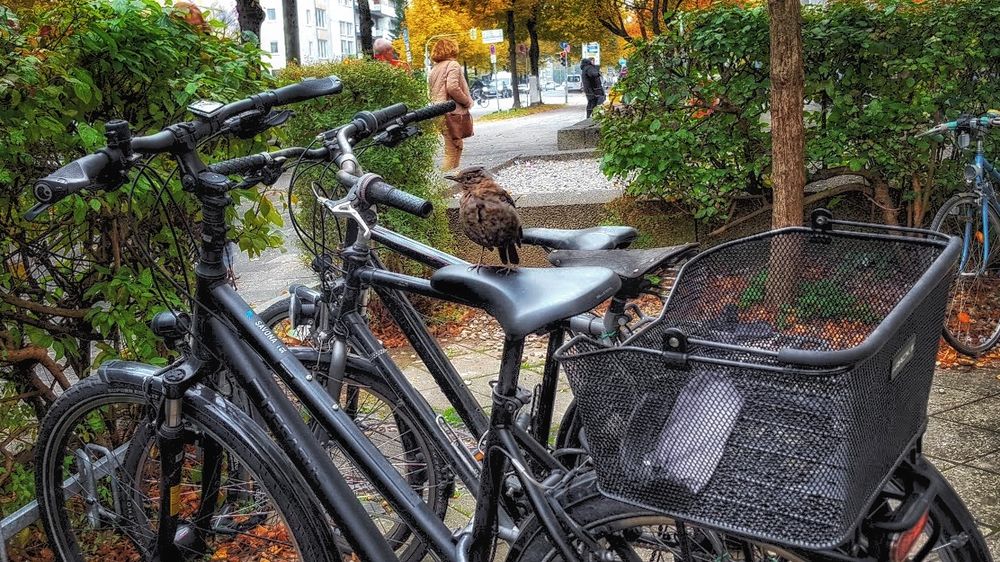 fliegen oder fahren ?