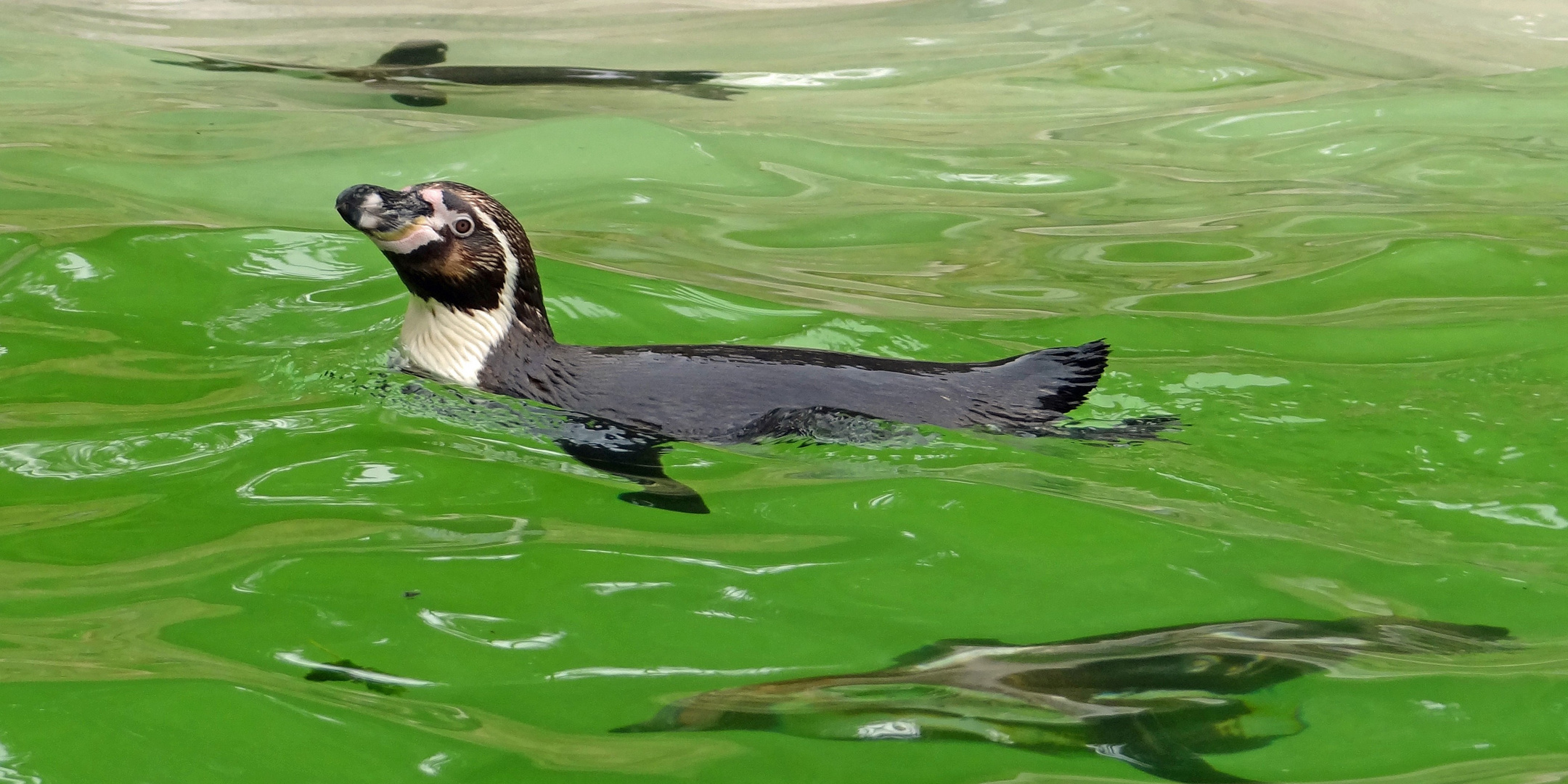 fliegen oder schwimmen