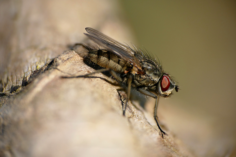 Fliegen oder Sitzen?