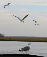 Fliegen oder Sitzen