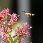 "Fliegen ohne Flügel  "  :-)))