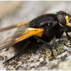 Fliegen ohne Kerosin