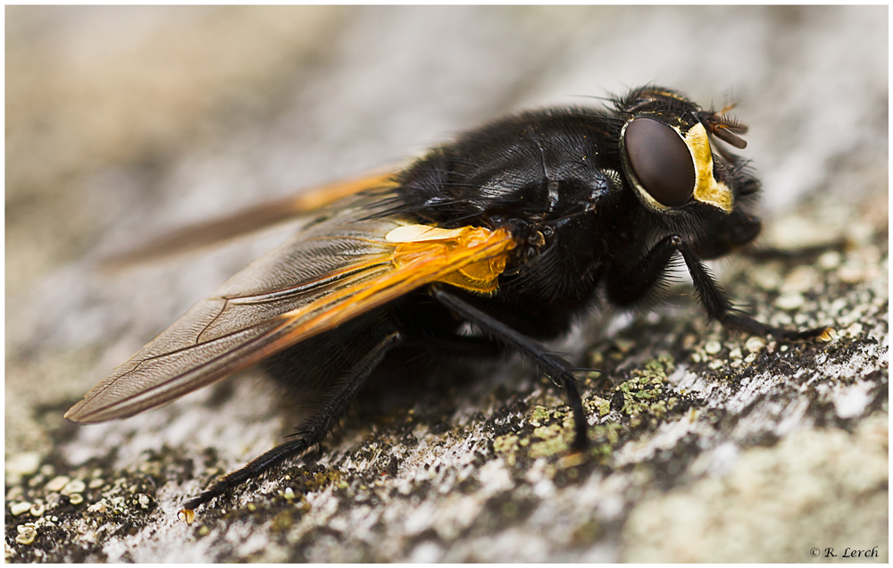 Fliegen ohne Kerosin