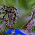 Fliegen-Pano