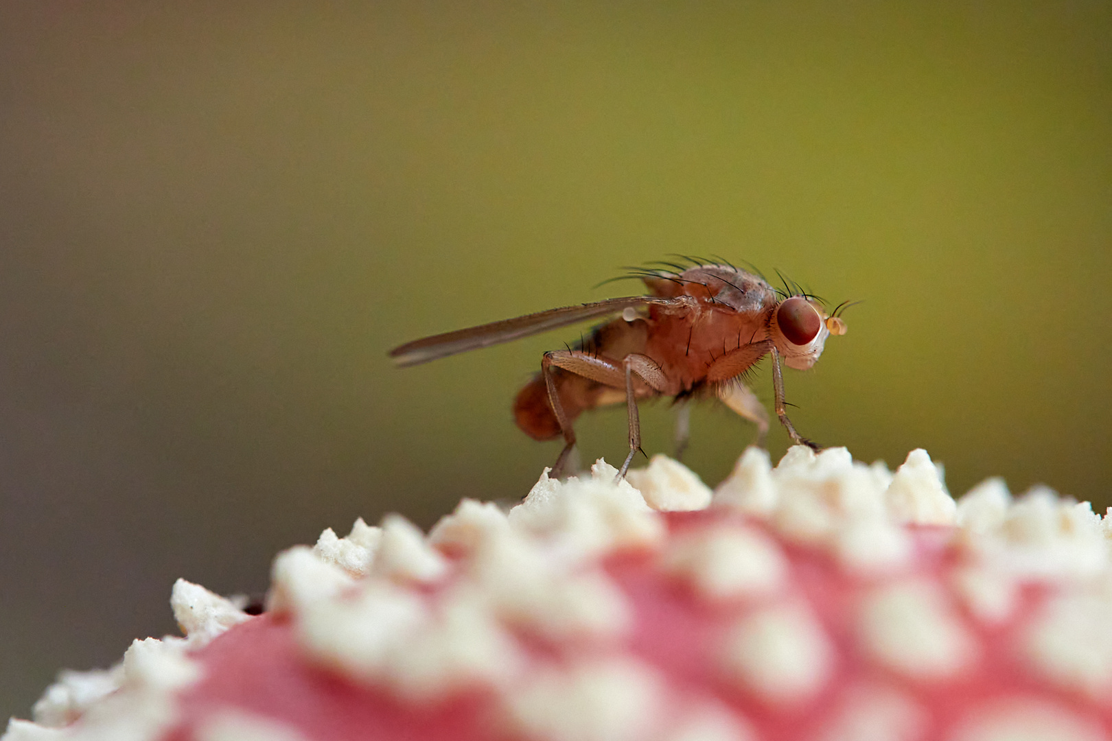 Fliege(n) Pilz